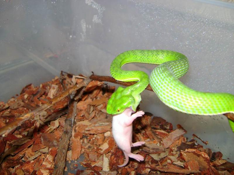 Trimeresurus vogeli