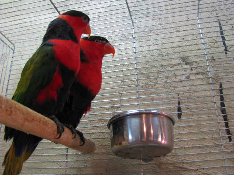 Дамский Лори