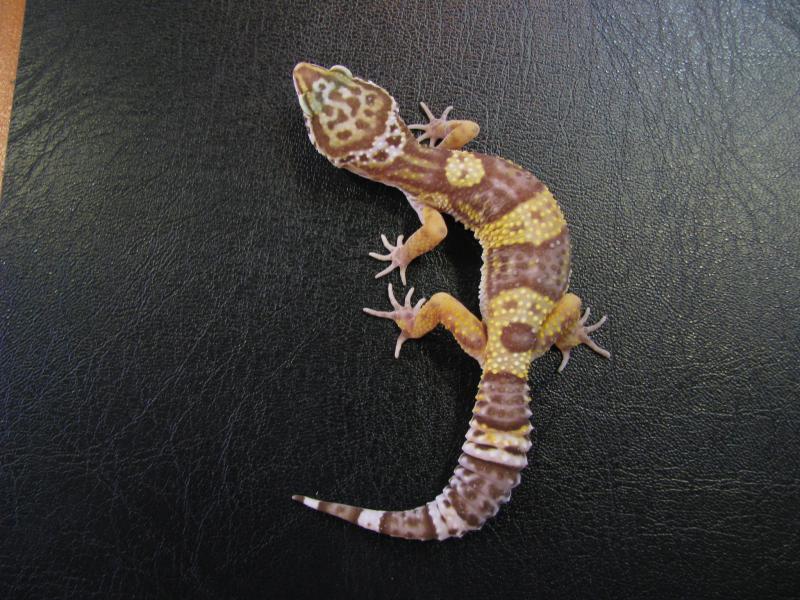 Eublepharis macularius