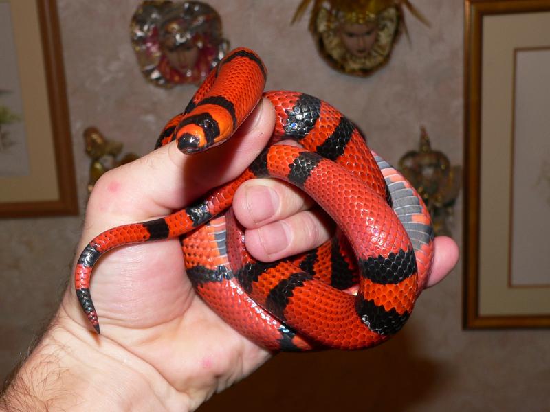 Lampropeltis triangulum  hondurensis Tangerine.