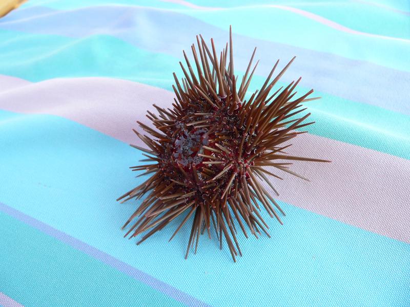 Морской еж. В плавках не донесешь...