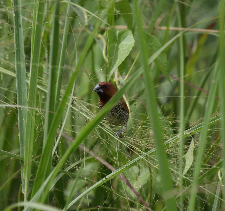 В стране дремучих трав