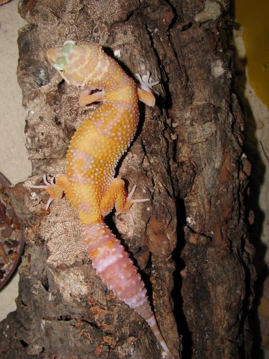 Eublepharis maculariu