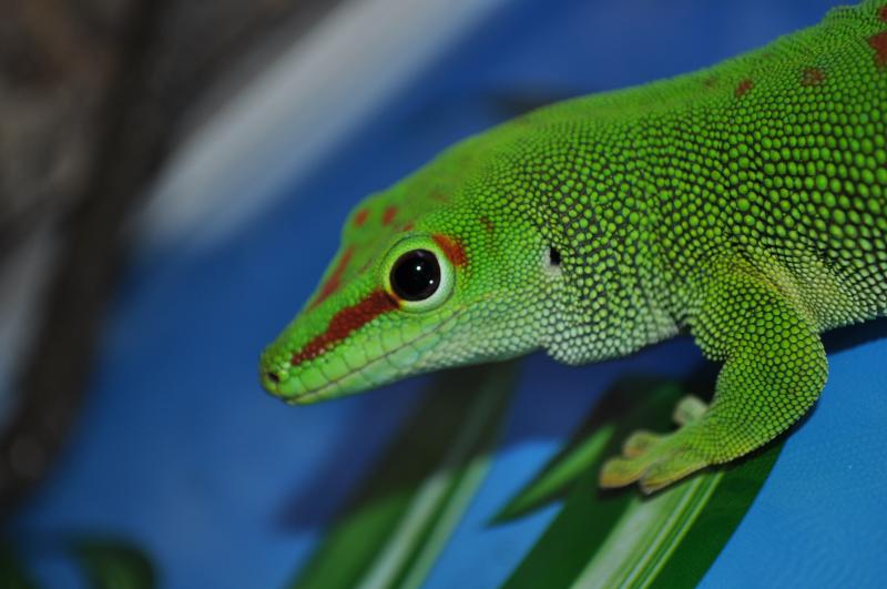 фельзума грандис