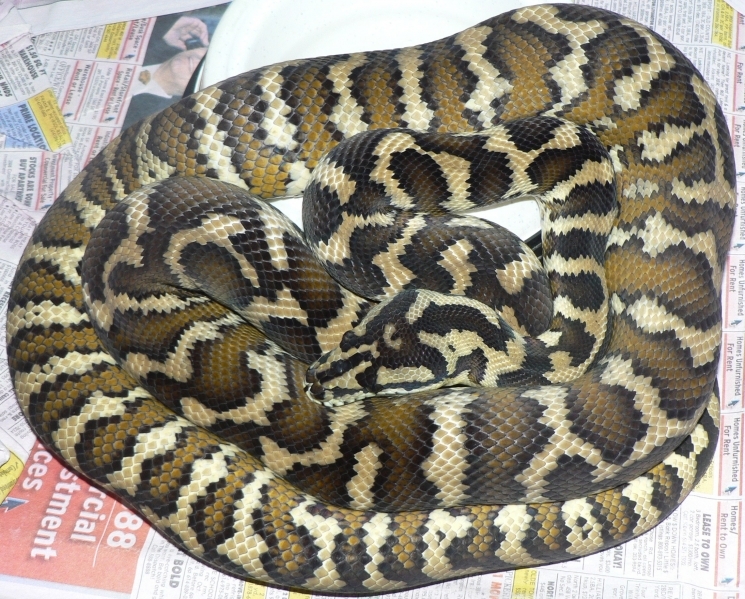 ковровый питон вариегата 2