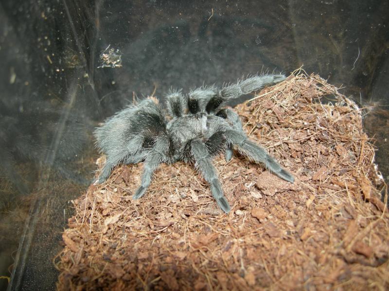 Grammostola pulchra