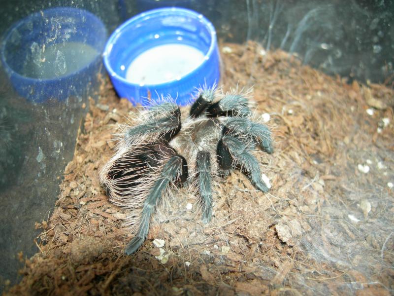 Brachypelma albopilosum