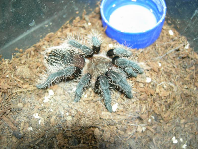 Brachypelma albopilosum