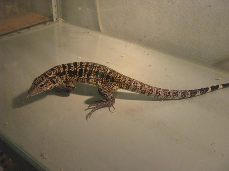 Tegu