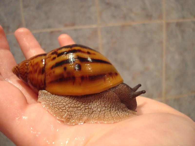 улитка ахатина