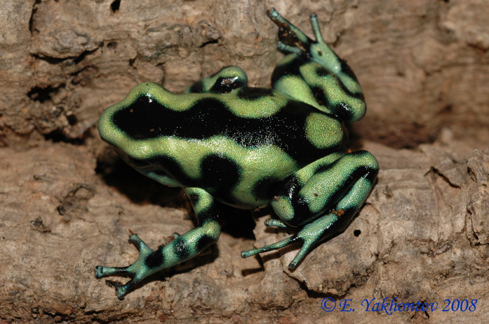 черно-зеленый древолаз
