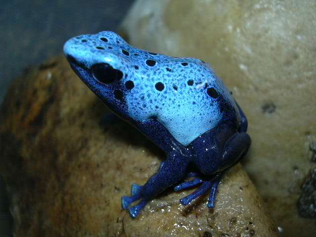 Дендробатис азуреус
