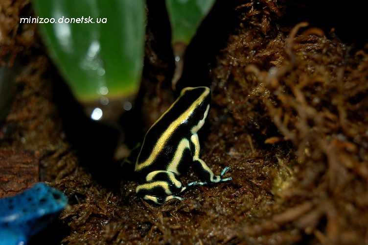 Древолаз трункатис