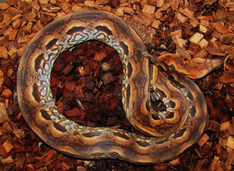 Acrantophis madagascariensis