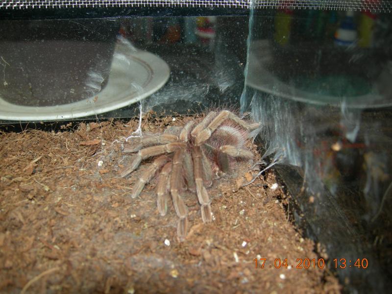 Pamphobeteus fortis
