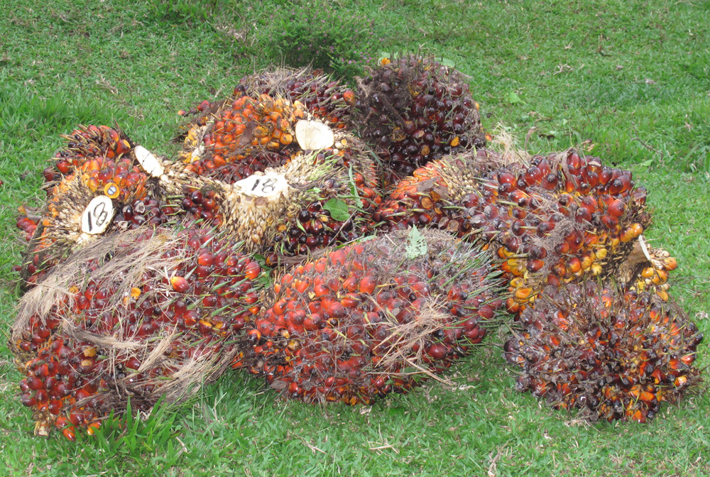 Плоды масличной пальмы