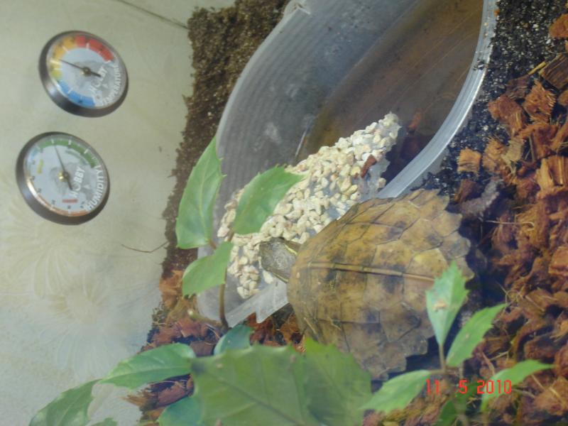 лесная черепаха