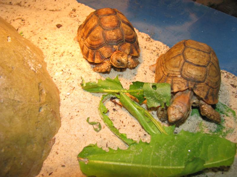 Можно черепахам яблоки. Testudo kleinmanni. Египетская черепаха. Черепахи в Египте. Египетская черепаха купить.