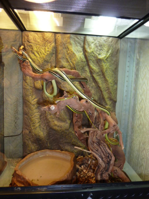 Dendrelaphis kopsteini