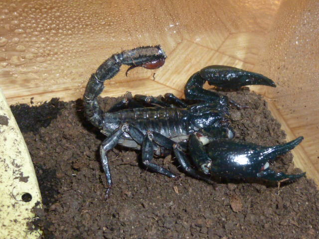 Heterometrus spinifer