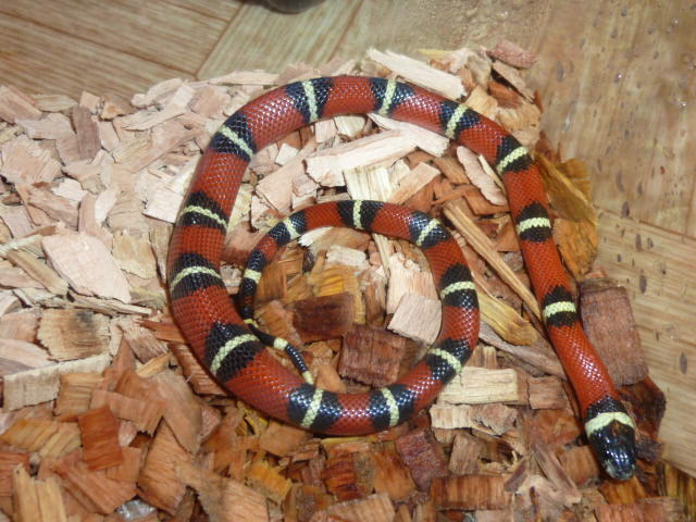 Молочная синалойская змея