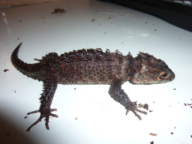 Новогвинейский каскоголовый сцинк