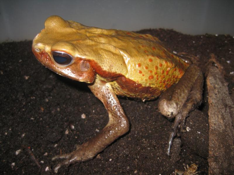 Bufo gutata