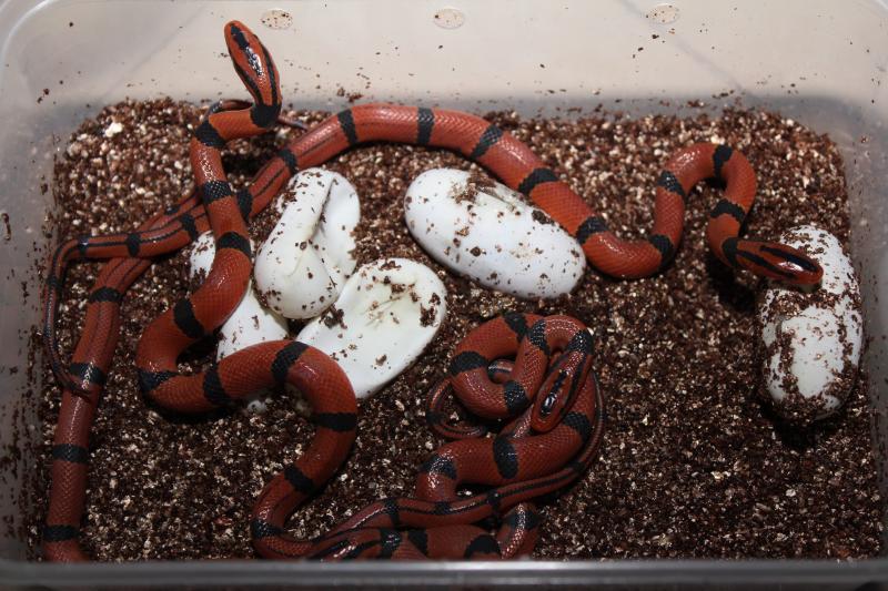 O. p. pulchra cb 2010