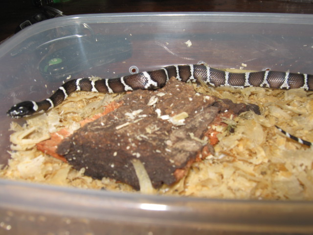 Гибриды полиняли и поели