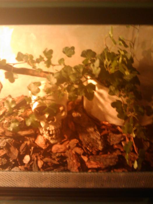 ...Кенди обычно спит в черепе...