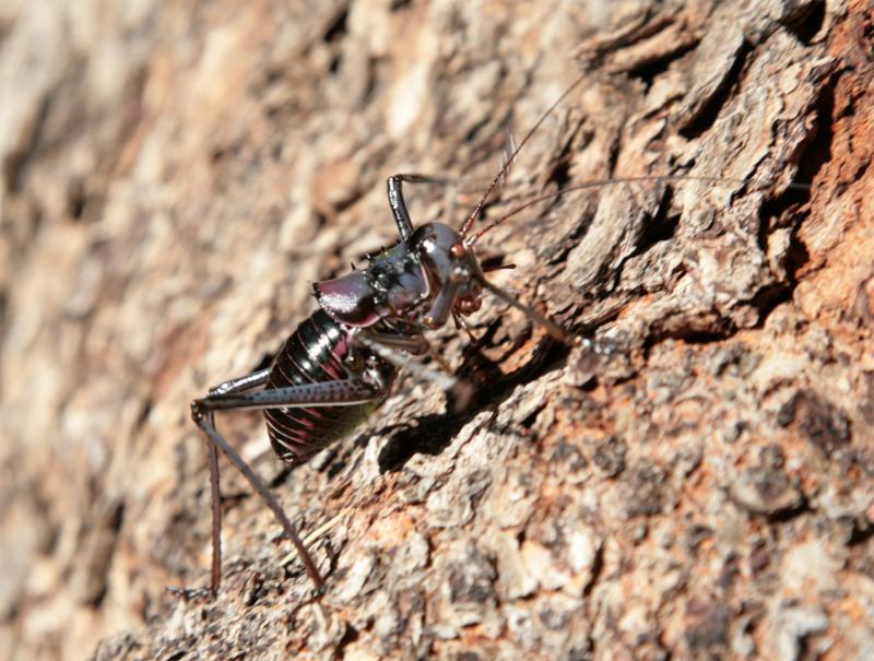 Acanthoplus discoidalis