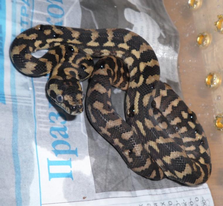 Оч. агрессивная дама_2