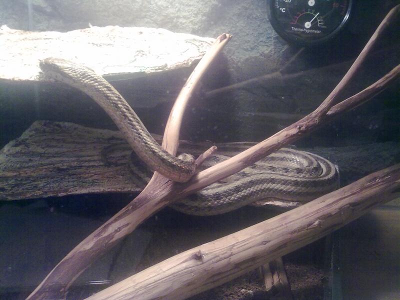 Узорчатый полоз