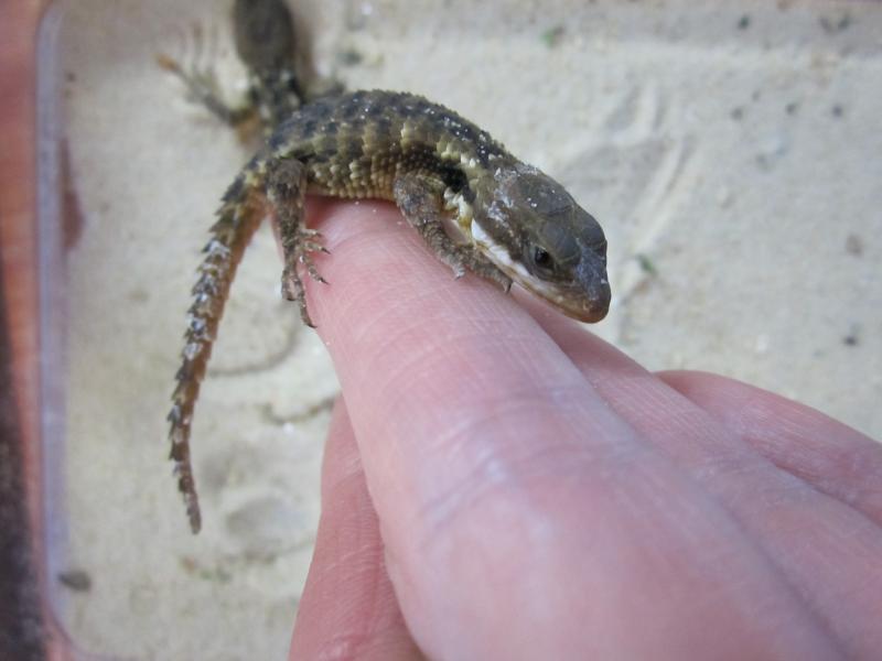 CORDYLUS TROPIDOSTERNUM