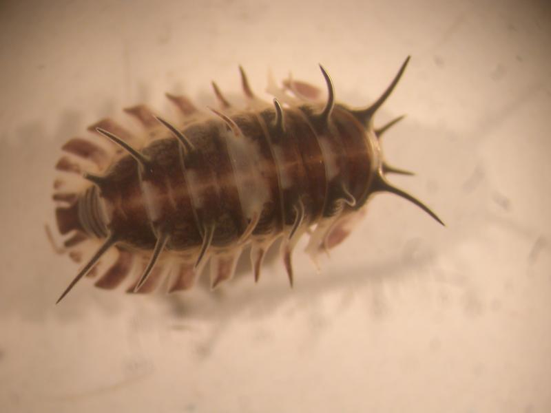 мокрица из Камеруна №1