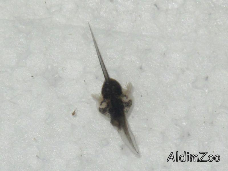 Лягушка Баджита головастики 13.12.10