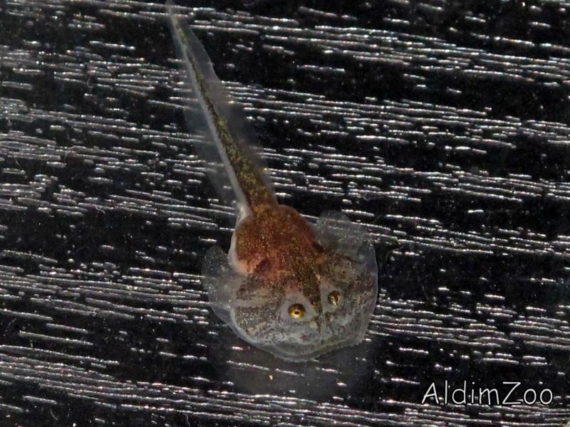 Лягушка Баджита головастики 15.12.10