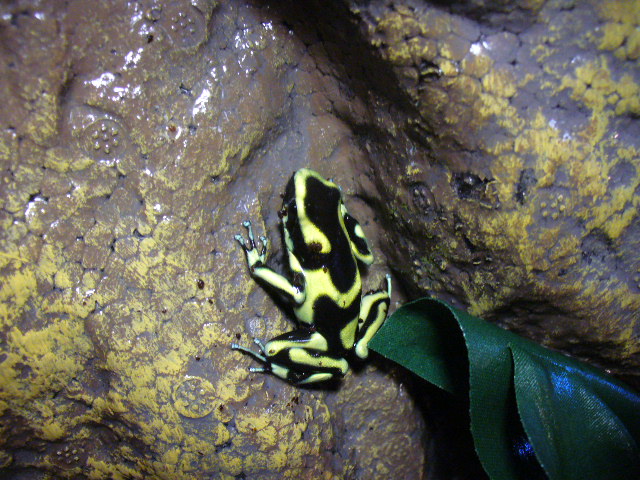Dendrobates auratus
