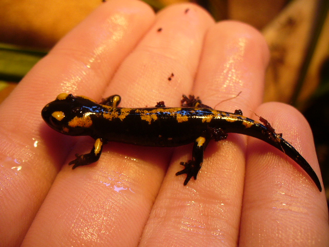 саламандра