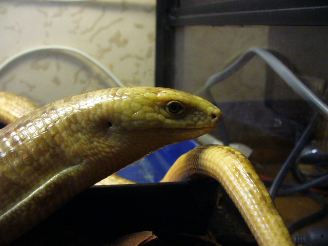 желтопузик