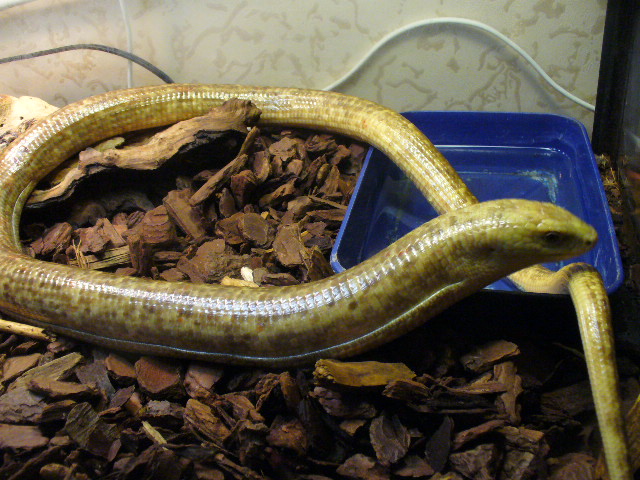 желтопузик