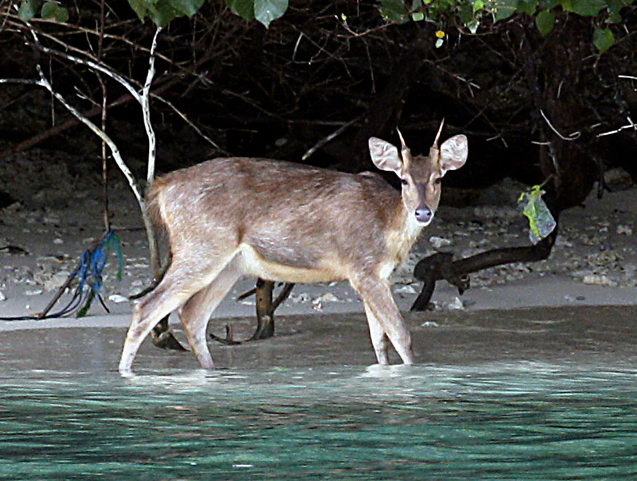 Мунтжак острова Печанг