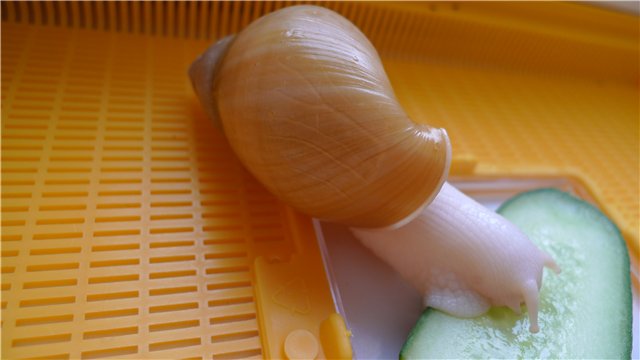 Улитка Родаци Альбино