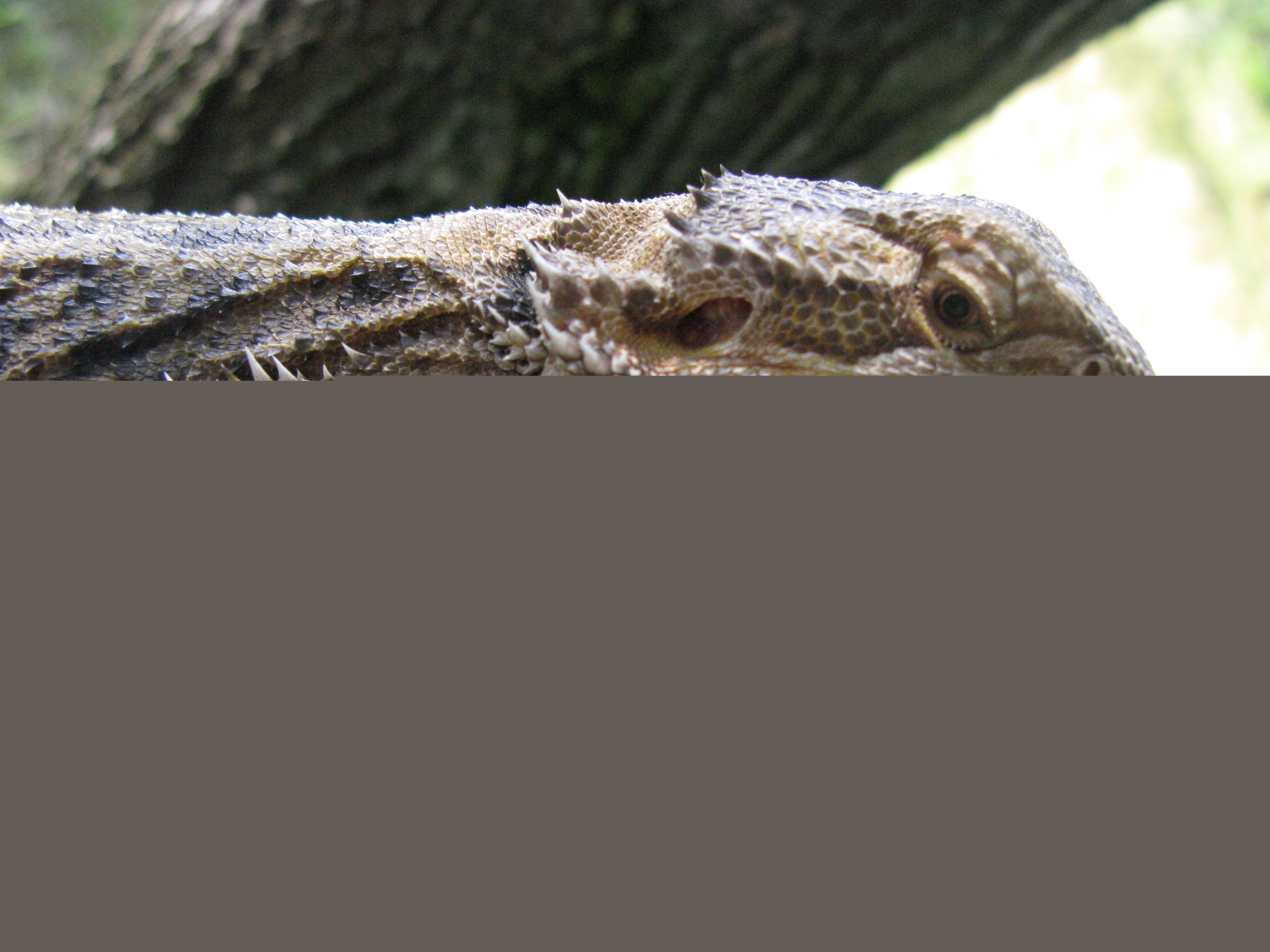 Агама Бородатая (Яра)