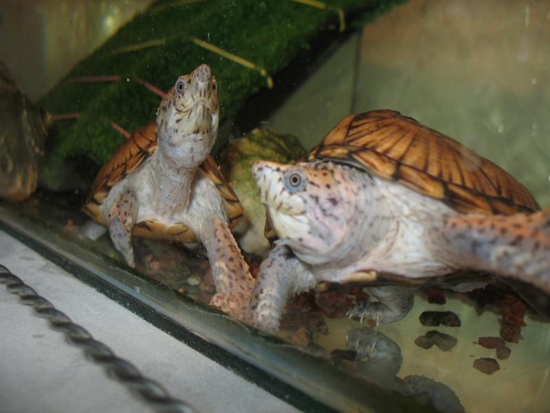 Sternotherus carinatus 1