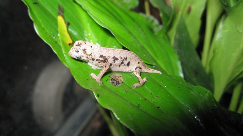 Rieppeleon brevicaudatus