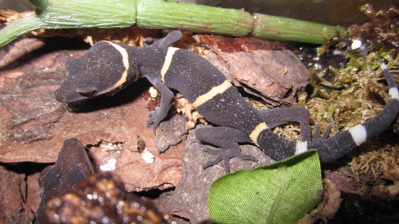 Goniurosaurus hainanensis