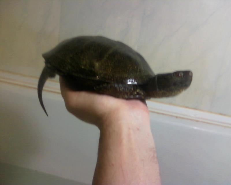 болотный черепах