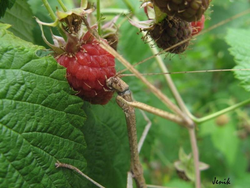 Phaenopharos khaoyaiensis 26.06.2011г