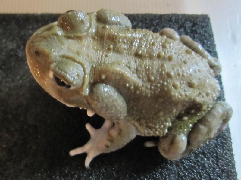 Bufo alvarius